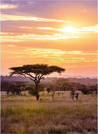 Adventure Safari