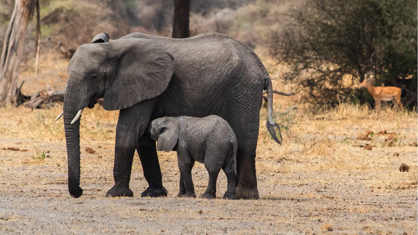 Where to see the Big Five in Tanzania
