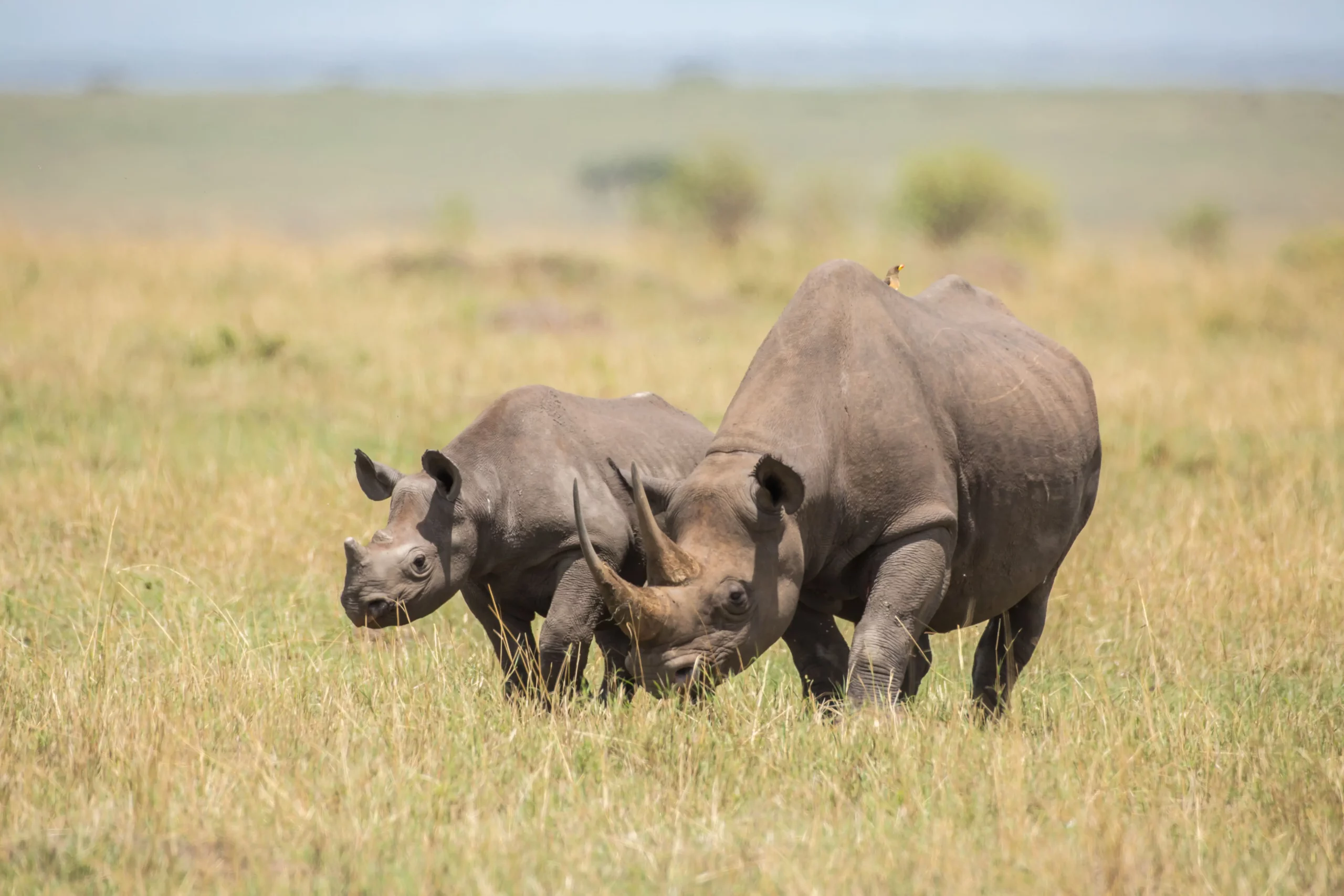 Where to see the Big Five in Tanzania