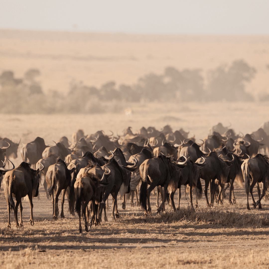 Great Migration Tanzania
