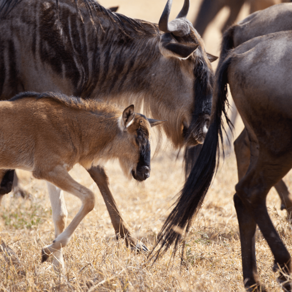 Calving season safari