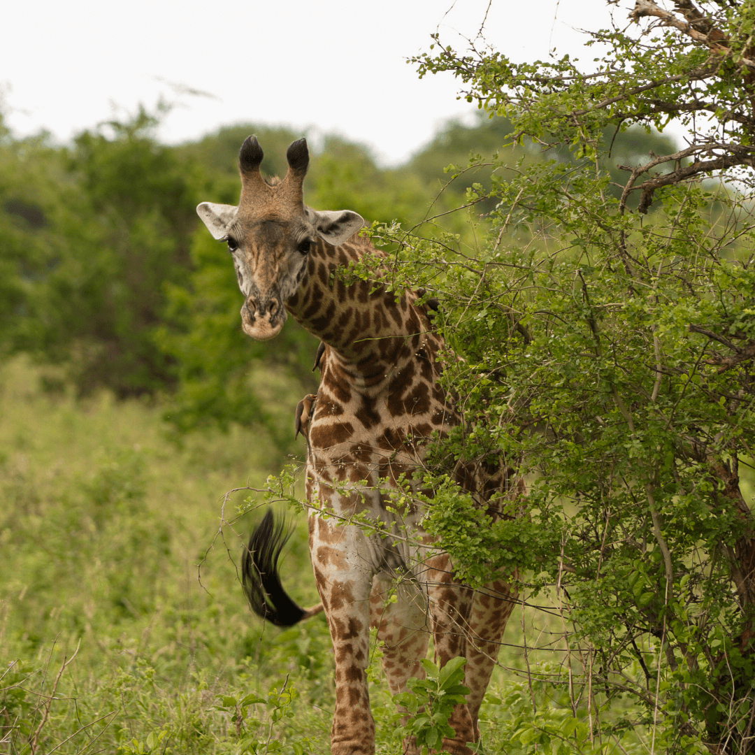 Calving season safari