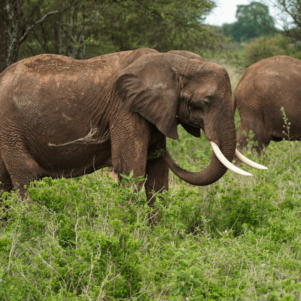 Serengeti calving season safari