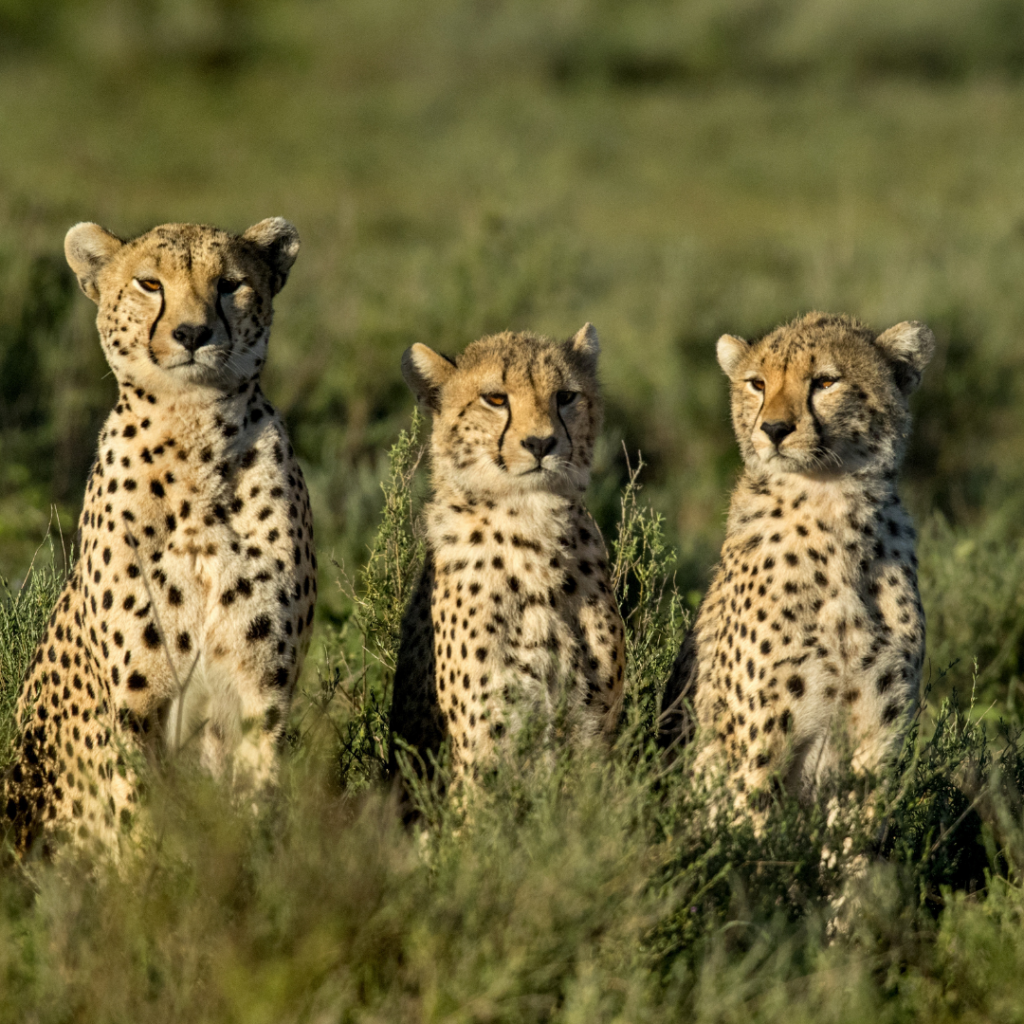 Serengeti calving season safari