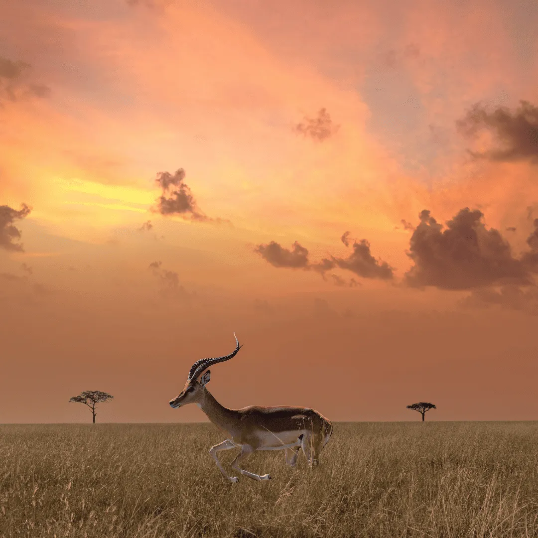 luxury tanzania safari