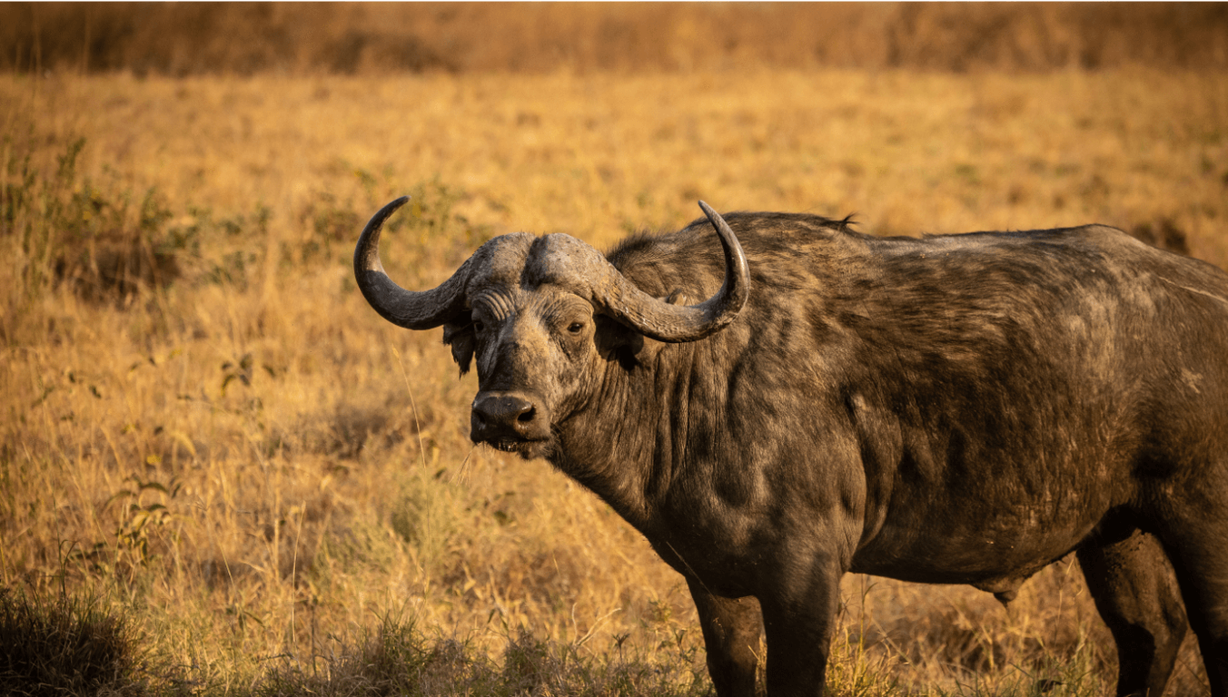 Where to see the Big Five in Tanzania