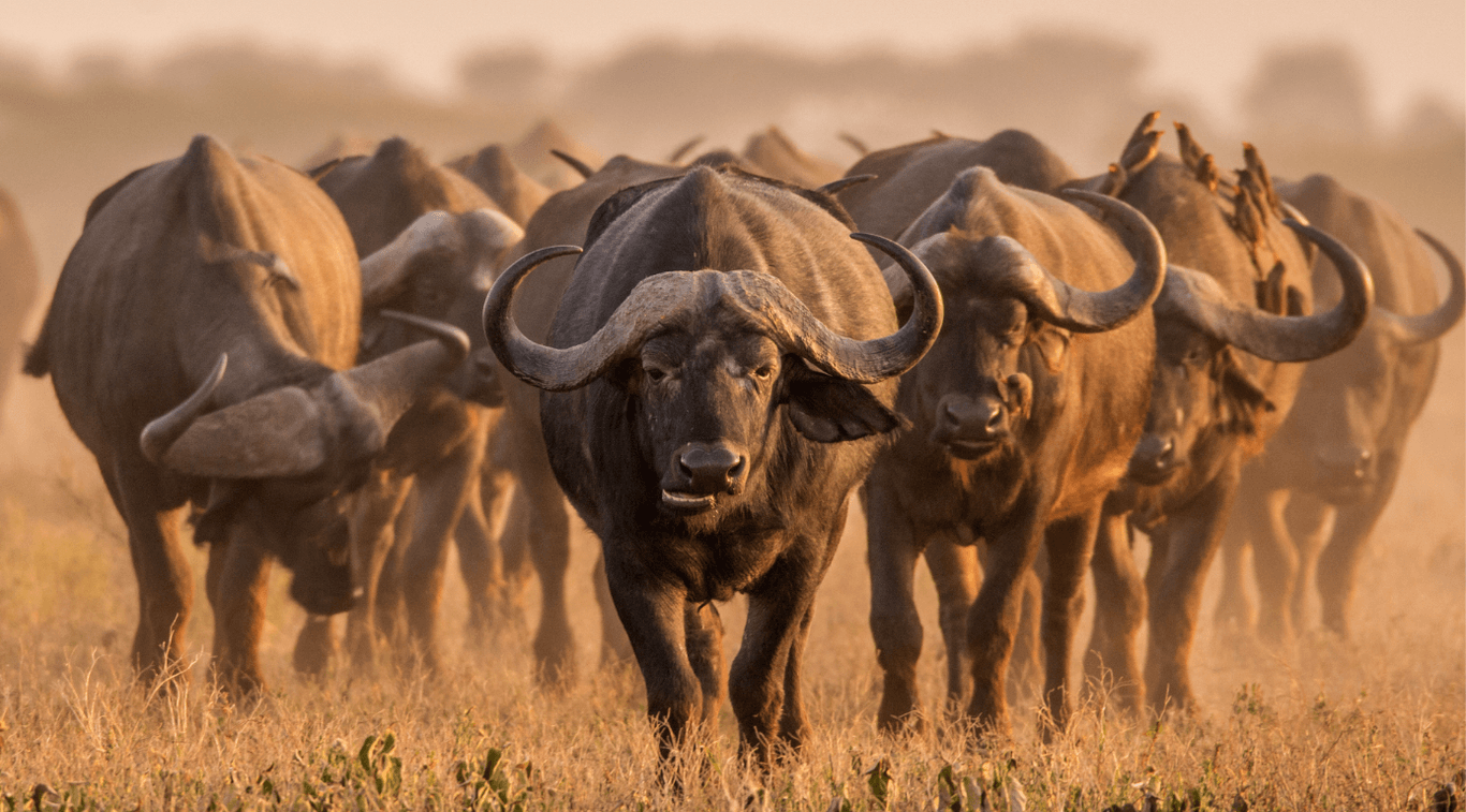 Where to see the Big Five in Tanzania