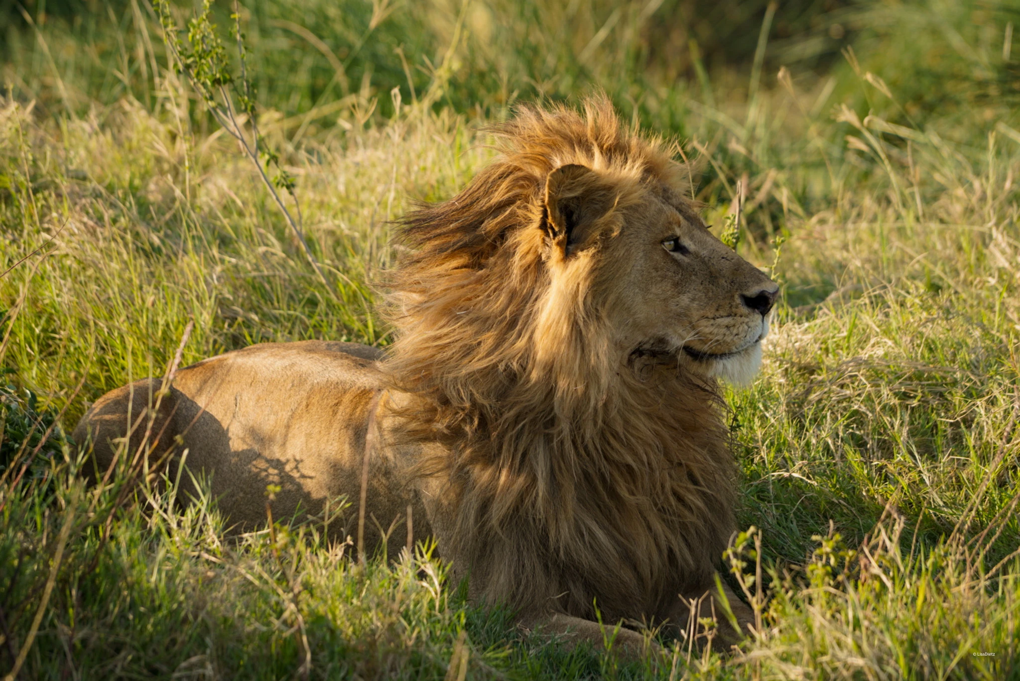 Where to see the Big Five in Tanzania