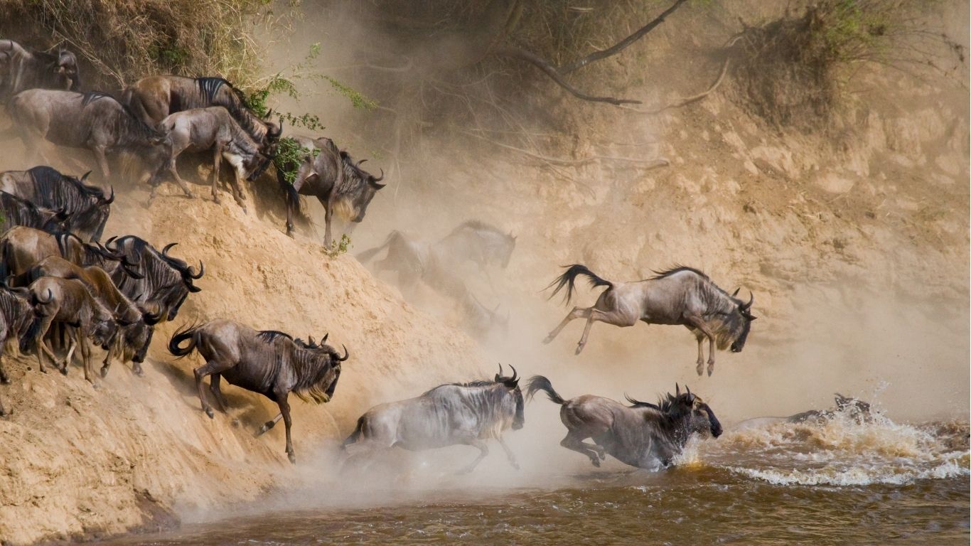 Tanzania bucket list safari