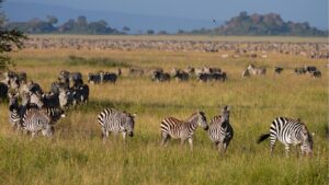 best time Tanzania safari