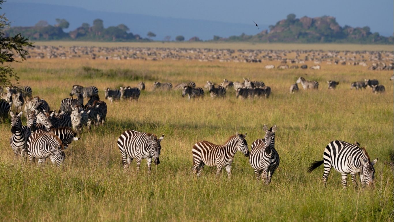 best time Tanzania safari
