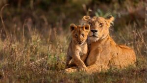 Tanzania bucket list safari