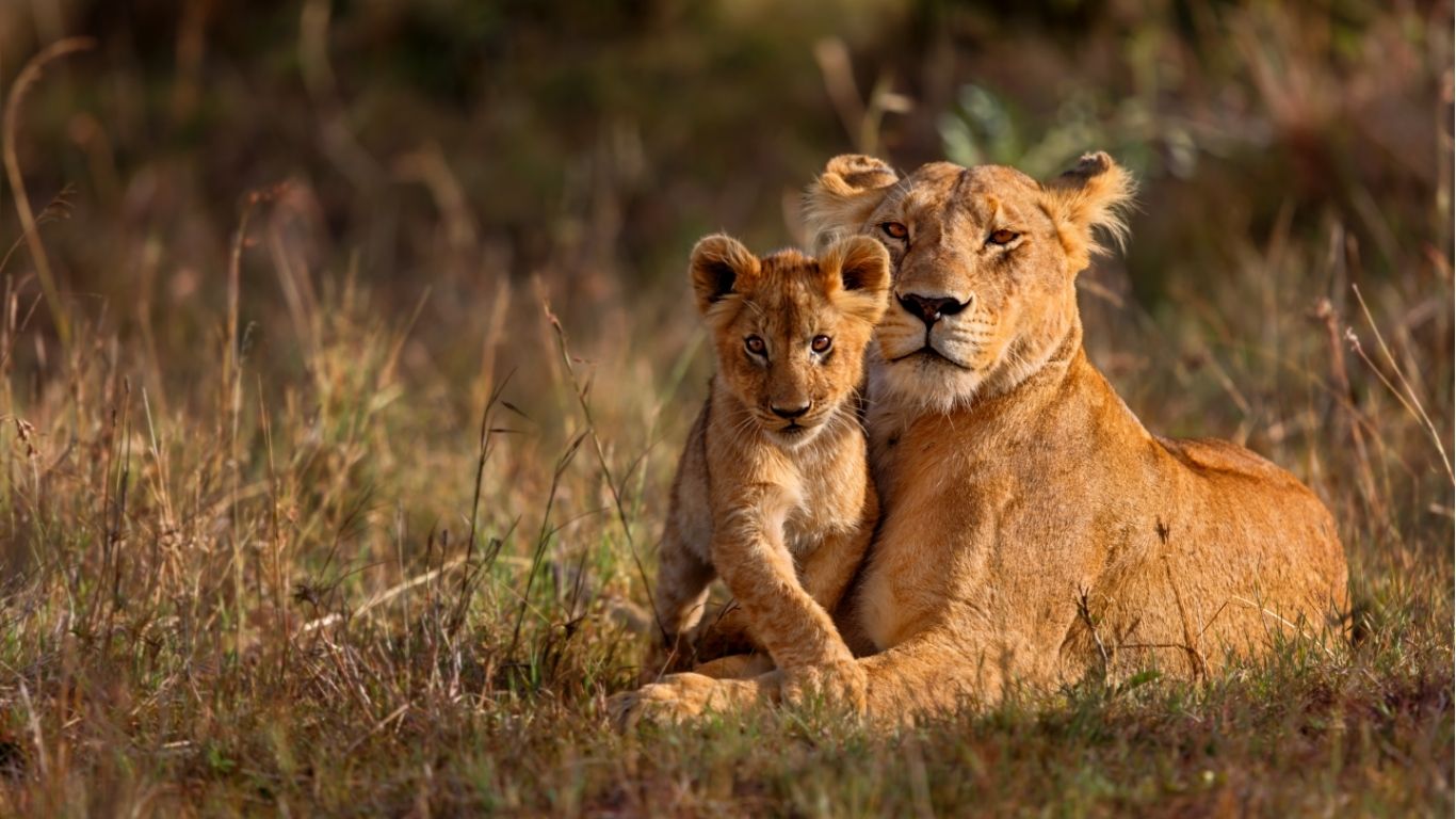 Tanzania bucket list safari