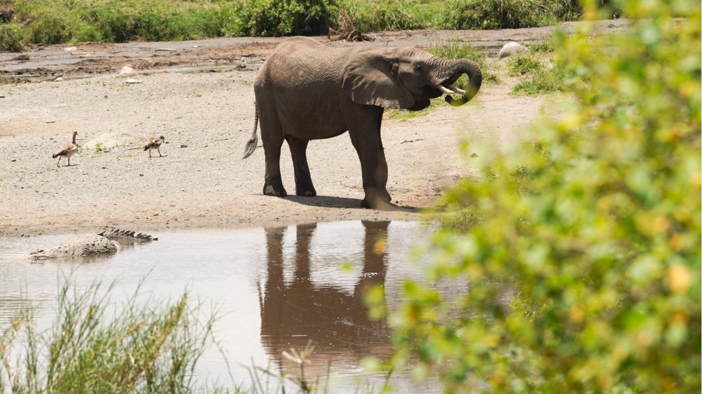 best time Tanzania safari