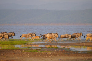 How to plan the perfect Tanzania Safari