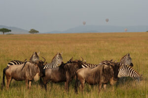 Discover Tanzania with Suricata Safaris