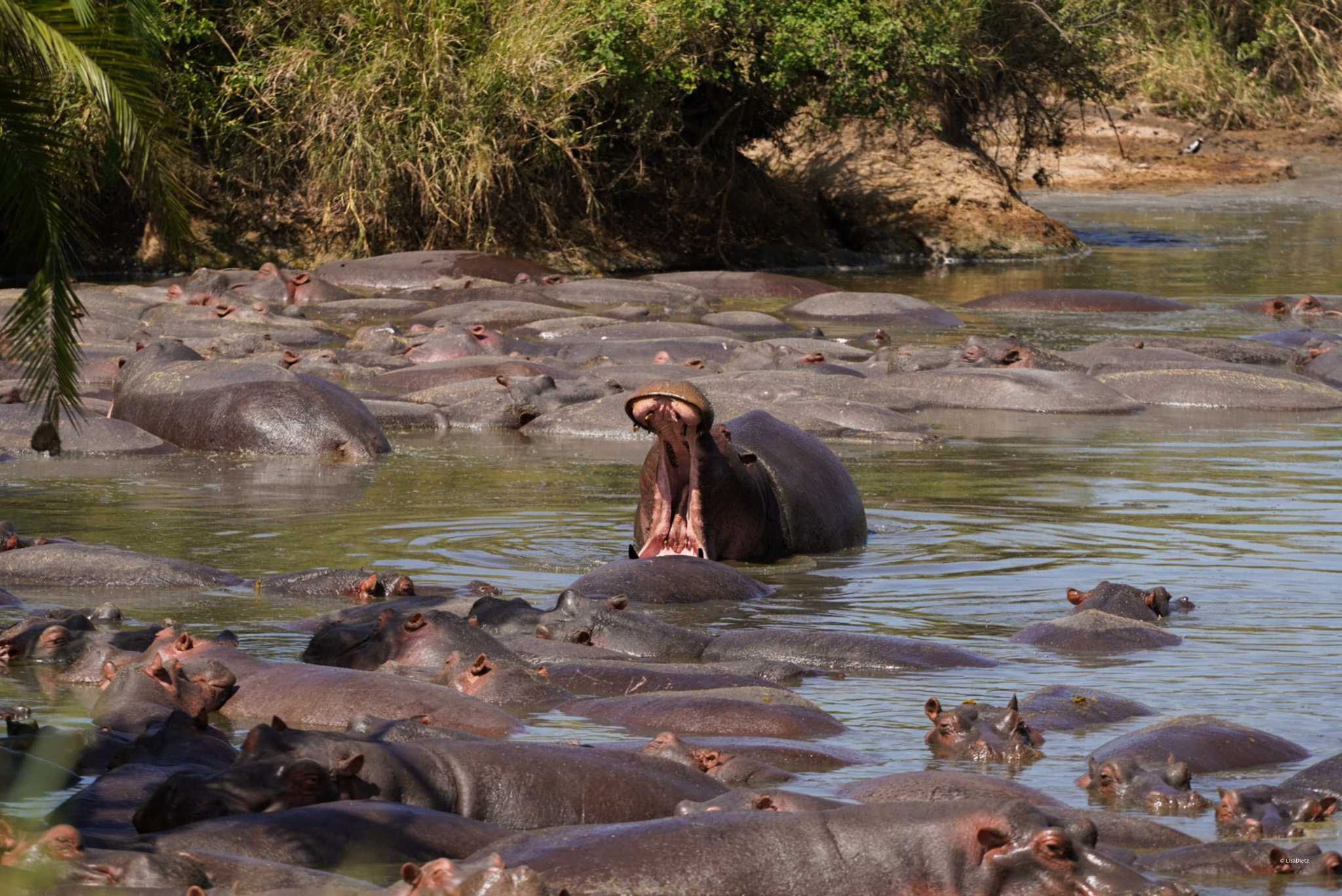 best time Tanzania safari