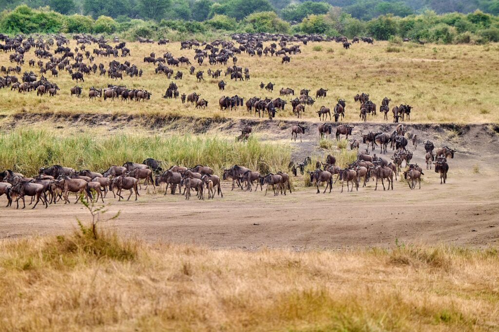 Great Migration Tanzania
