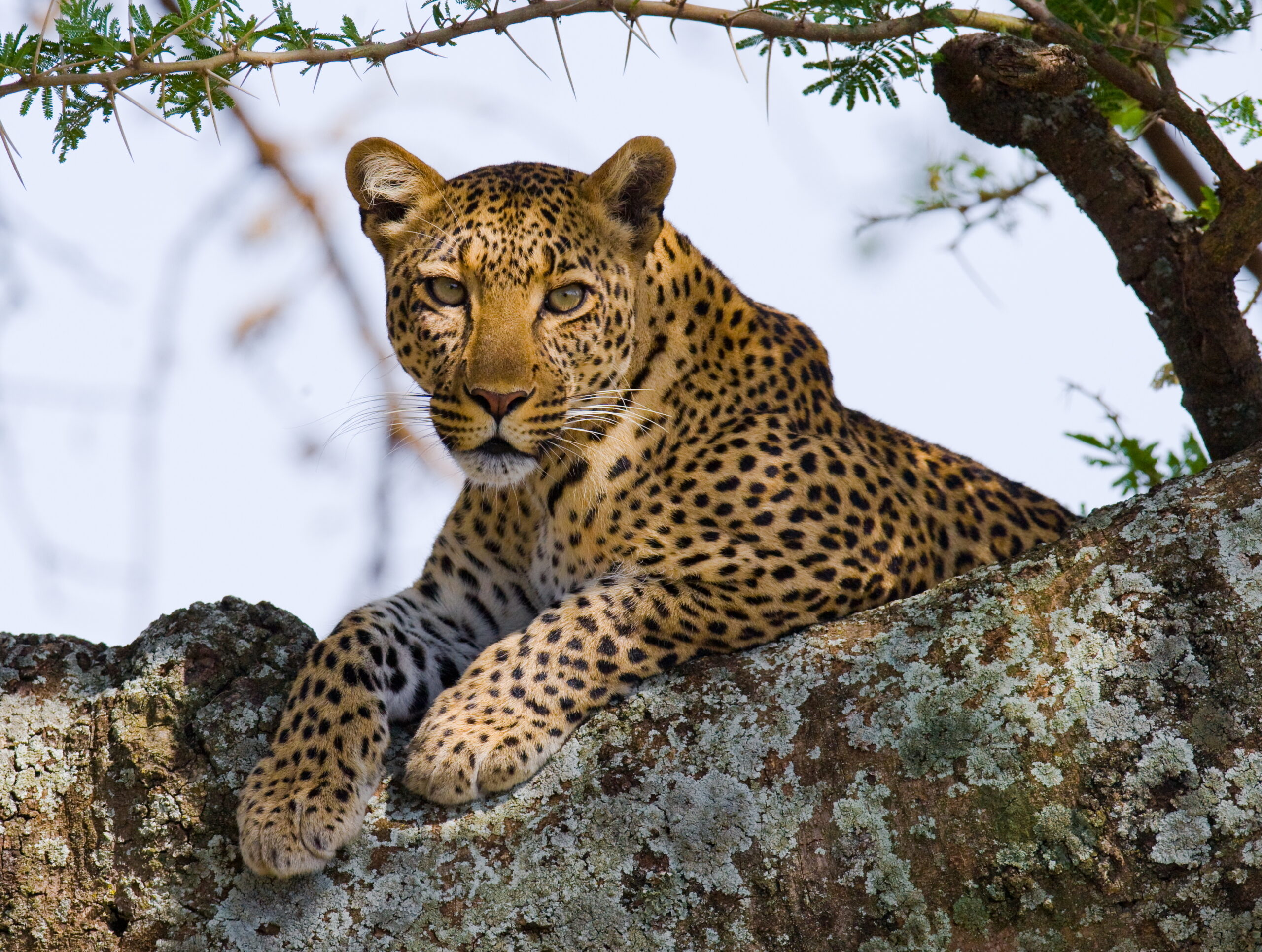 Where to see the Big Five in Tanzania